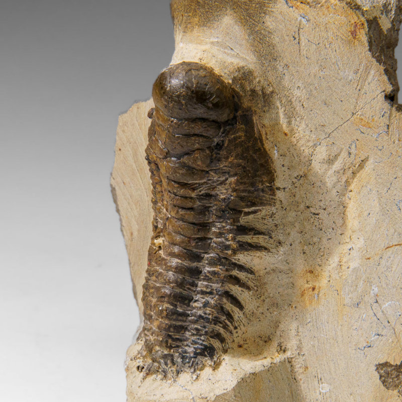 Genuine Crotalocephalina Trilobite In Matrix From Morocco (2.1 Lbs)