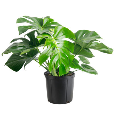 Costa Farms Indoor Philodendron Monstera Deliciosa House Plant in 10-inch Nursery Pot