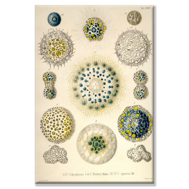 Amoeboid Protozoans Graphic Art on Wrapped Canvas, 36" H x 24" W
