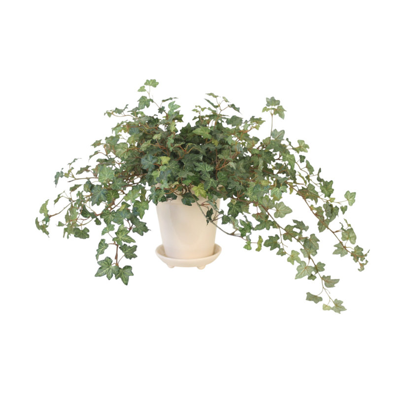 Lierre en pot blanc avec soucoupe