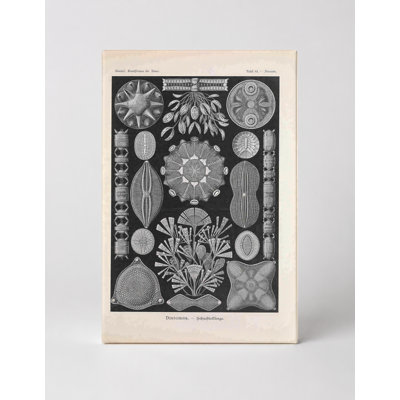 Kunstformen der Natur – Diatomea, Tafel 84 (1904) — Portrait Canvas Wall Art