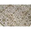 Chantel Oriental Area Rug