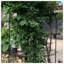 Paquet de 2 treillis de jardin en métal robuste pour plantes grimpantes, écran mural extérieur pour roses et vignes