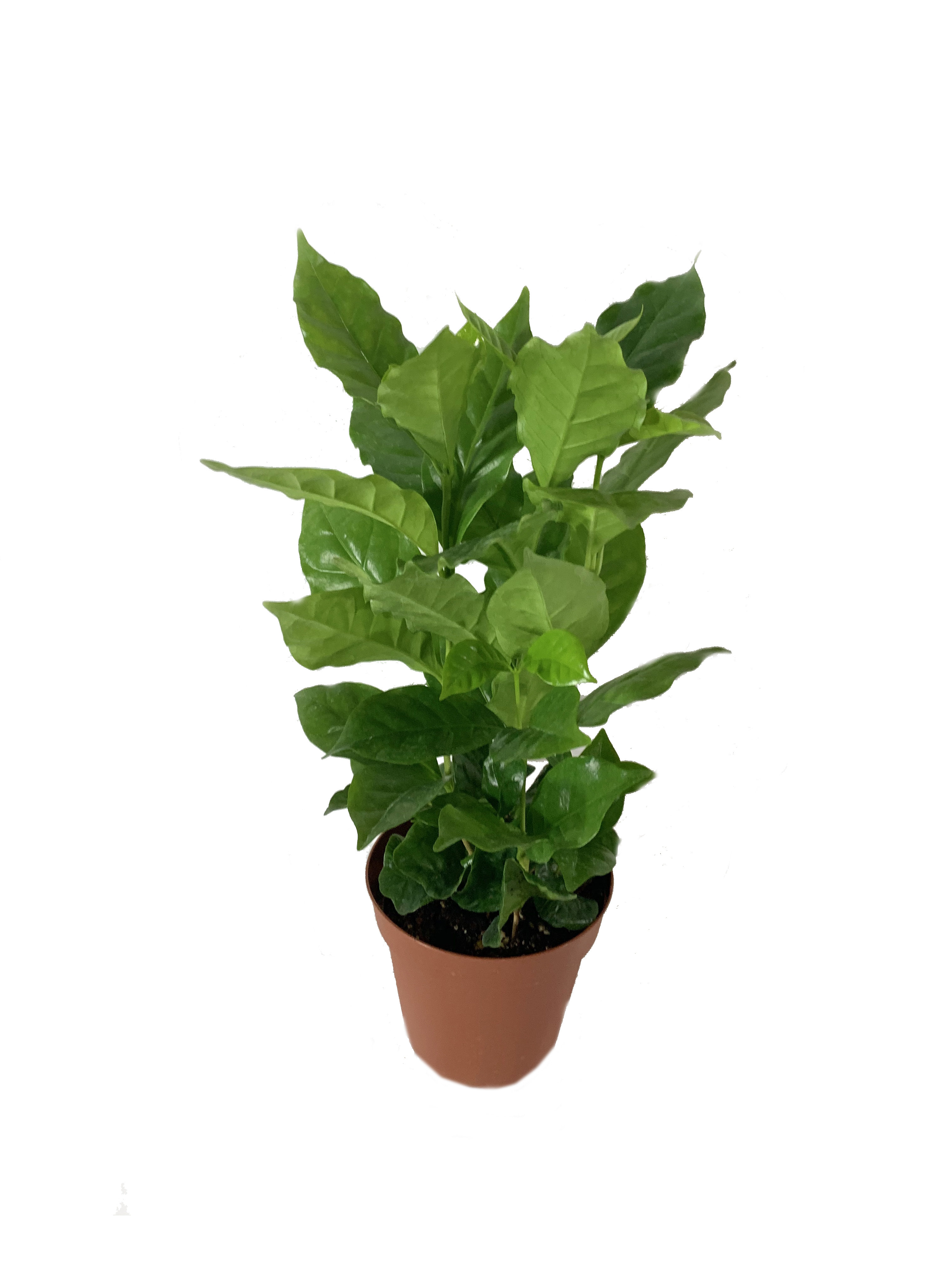 Variegated Albo Pothos - Live Plant in A 4 inch Pot - Epipremnum Pinnatum Variegata - Extremely Rare Wekiva Foliage LLC