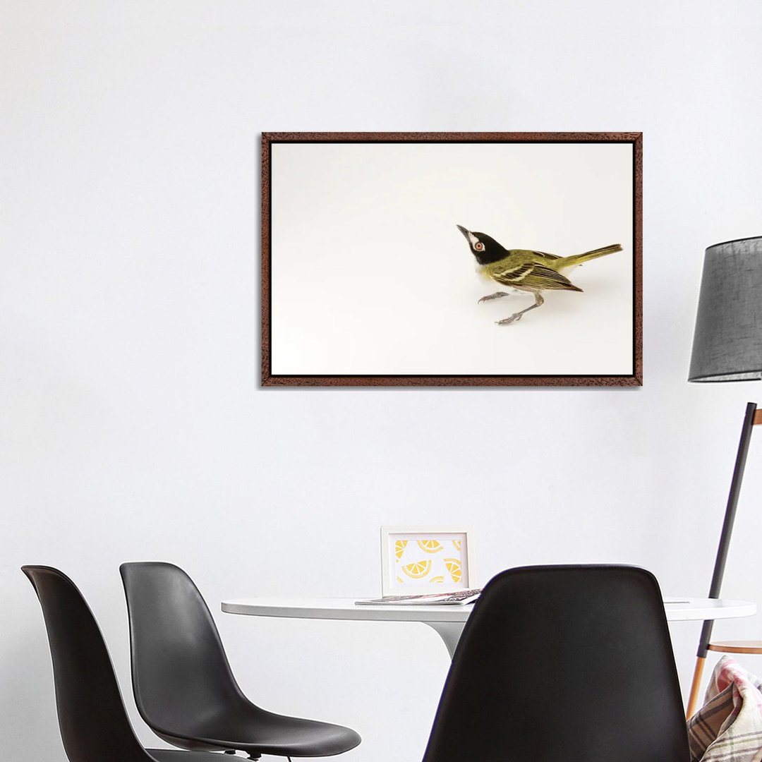 A Black-Capped Vireo At Fort Hood, Texas von Joel Sartore - Gallery-Wrapped Canvas Giclée on Canvas