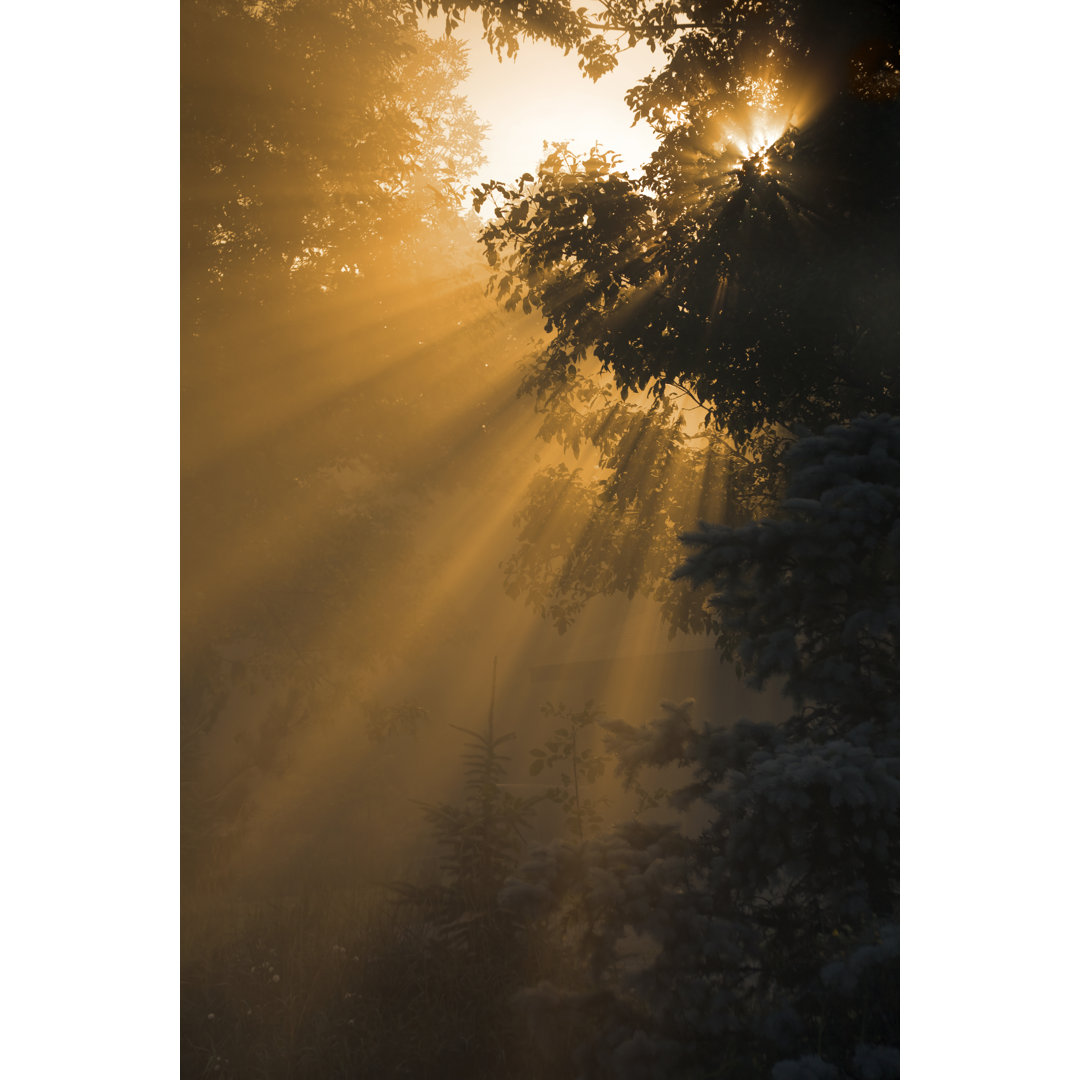 Nebliger Morgen Sonnenaufgang von JamesBrey - Drucken