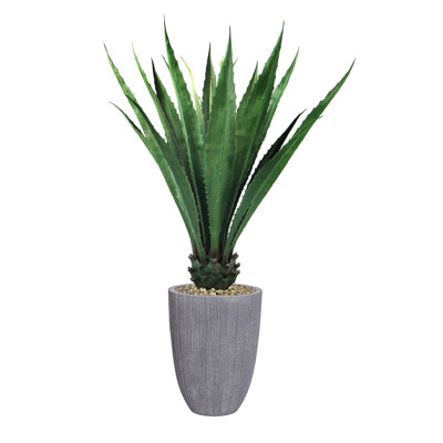 Agave 59,1 "en pot
