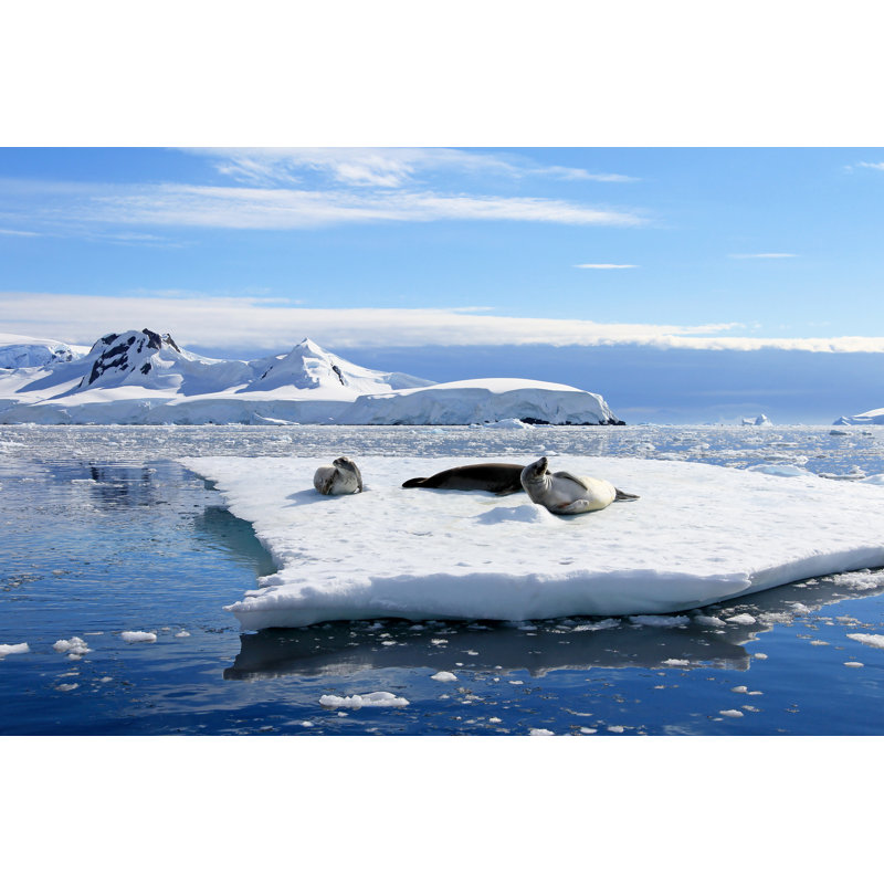 Crabeater Seals by Reisegraf - Wrapped Canvas Print, 61cm H x 91cm W