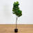 Fiddle Leaf Fig Artificial Tree-984019242