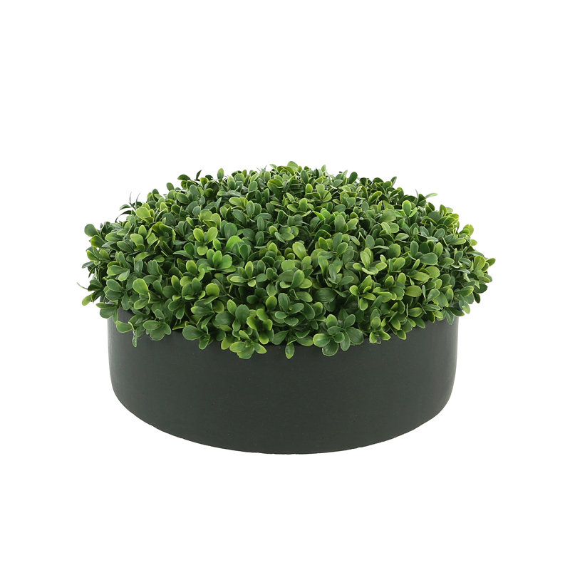 Boxwood 6" Artificial in Fiberstone Planter