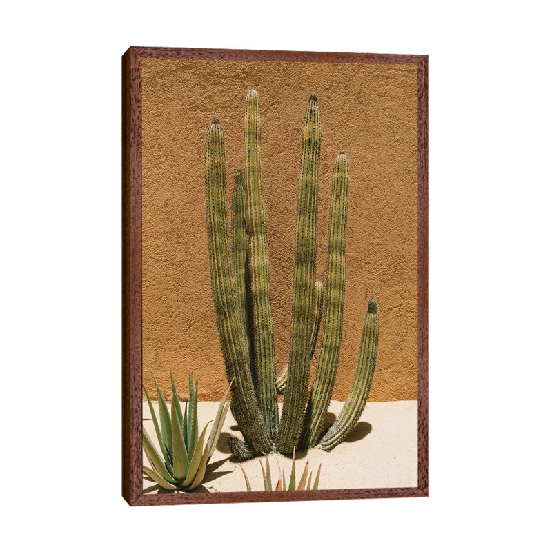Cabo Cactus II by Bethany Young - Print on Canvas, 66.04cm H x 45.72cm W x 3.81cm D, Classic Brown Wood Framed