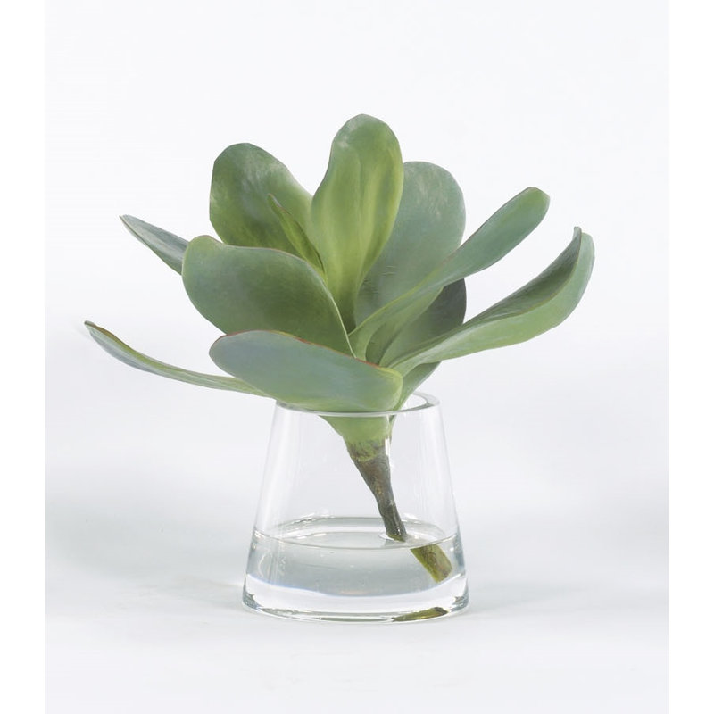 Plante grasse dans un vase en verre