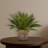 Agave Silk Plant in Glazed Clay Pot