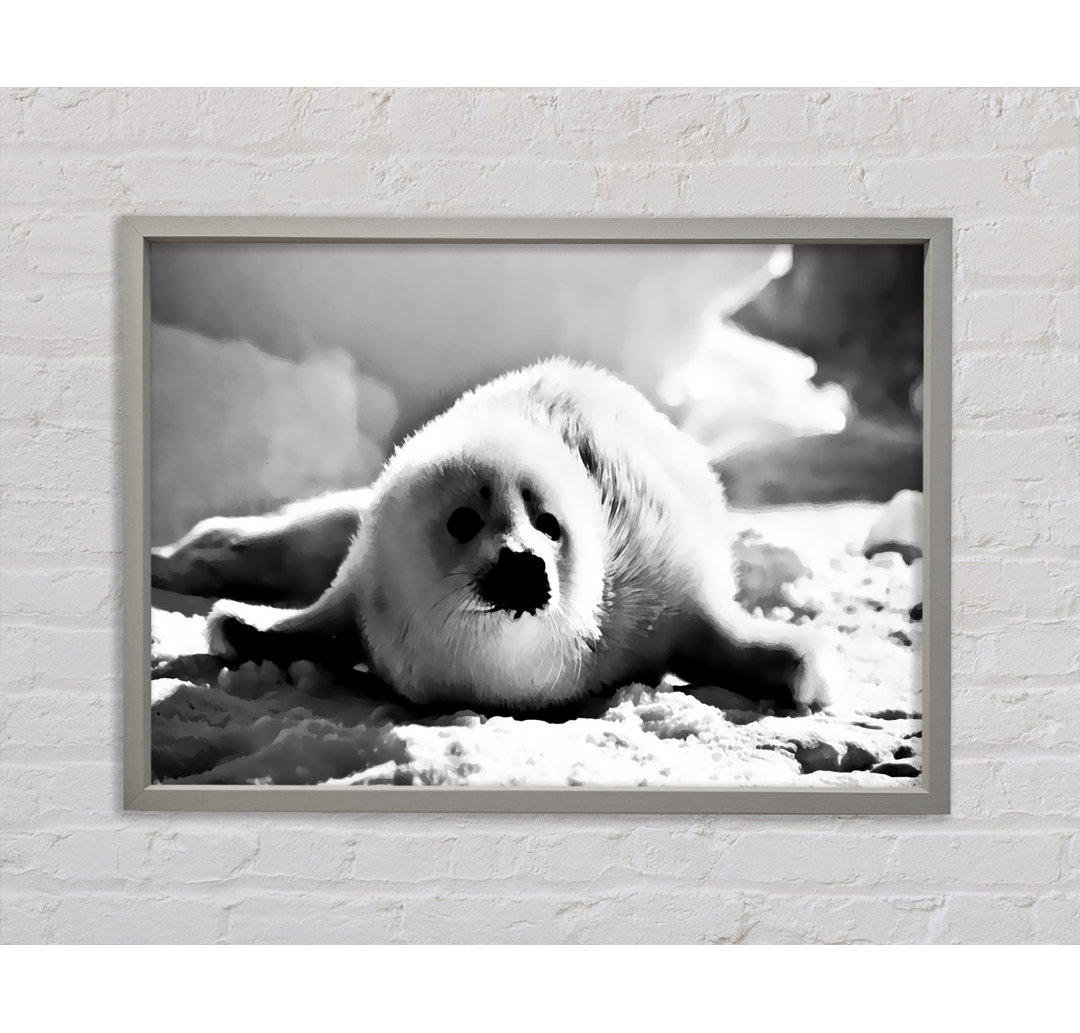 Gerahmtes Poster Seal Pup