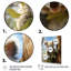 «Realistic Koala Eucalyptus Observer 1», art mural animal koala-1295757717-1295757418