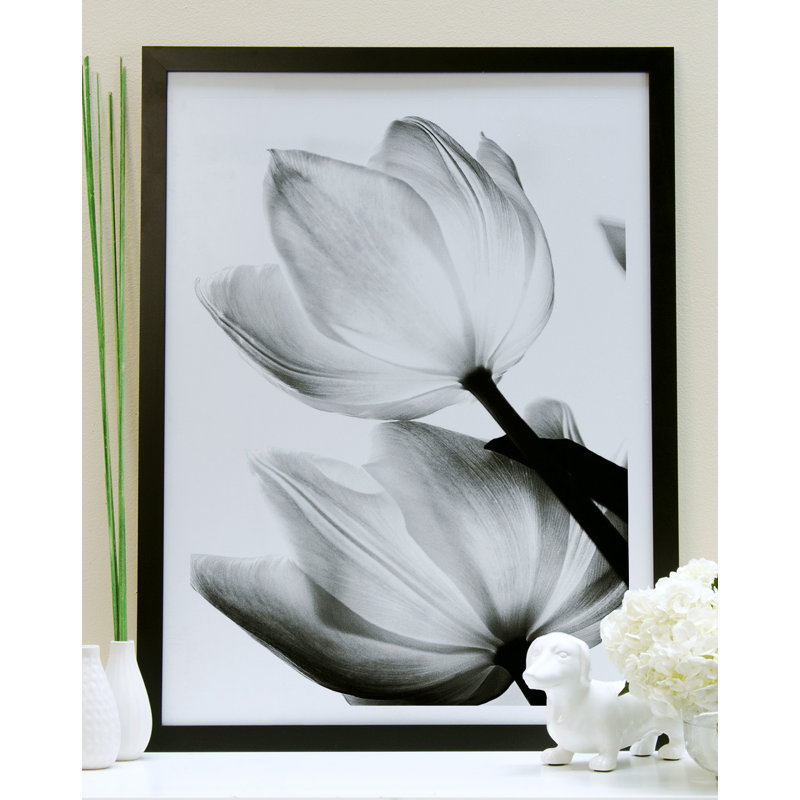 «Translucent Tulips II», impression, Papier encadré noir, H 32 po x l 24 po x P 1 po