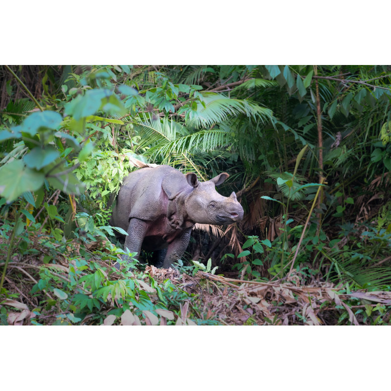 Javan Rhino In Forest by Tobias Nowlan - Wrapped Canvas Print, 30cm H x 46cm W