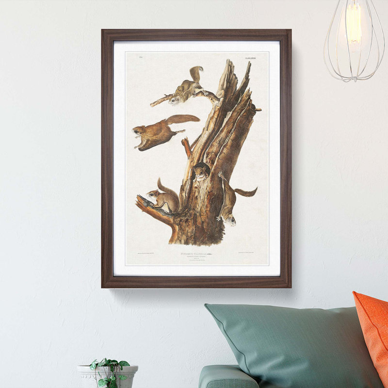 Flying Squirrels by J.W. Audubon - Framed Print, 65cm H x 48cm W x 2cm D, Walnut Framed