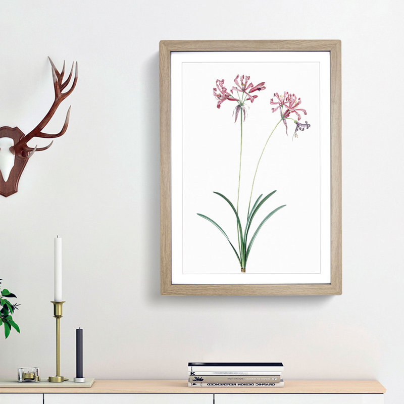Nerine Lily Flowers by Pierre-Joseph Redoute - Picture Frame Painting Print, 48cm H x 36cm W x 2cm D, Oak Framed