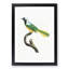 Peruvian Jay Bird by Jacques Barraband - Picture Frame Painting Print-55582975-55582980