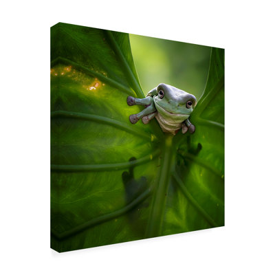 Bolog Fauzan Maududdin  Peek A Boo Canvas Art