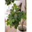 Simulation de plante verte Happiness Tree Living Room-110897959