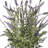 25" Potted UV Lavender Plant
