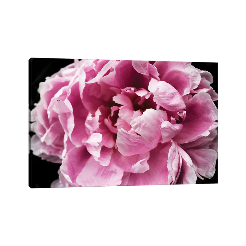 Pink Peony Passion IV by Irena Orlov - Wrapped Canvas Print, 66.04cm H x 101.6cm W x 1.91cm D