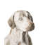 Animals Ceramic / Porcelain Garden Statue