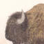 Bison Framed Painting-528795413