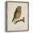 French Owls II Framed Print - Solid Wood-1475321228