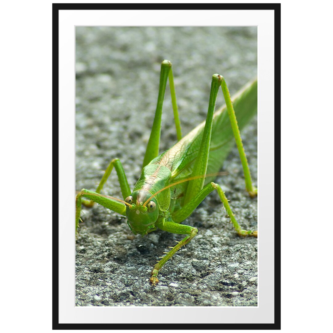 Gerahmtes Poster Freche kleine Heuschrecke