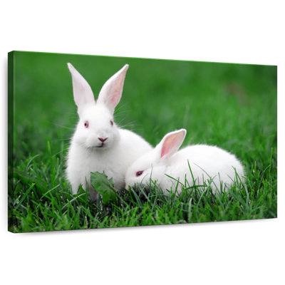 Deux lapins albinos