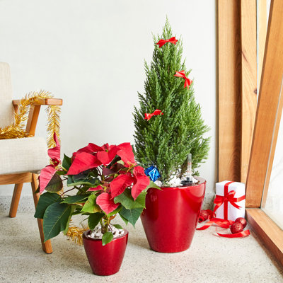 2-Pack Smart Self-Watering Planter Pot