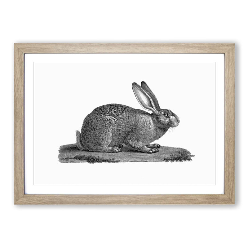 Illustration of a Hare - Picture Frame Drawing Print, 27cm H x 36cm W x 2cm D, Oak Framed
