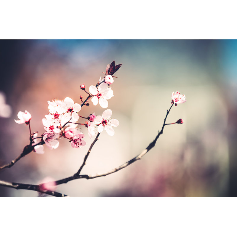 Cherry Blossom - Wrapped Canvas Print, 81cm H x 122cm W x 3.8cm D