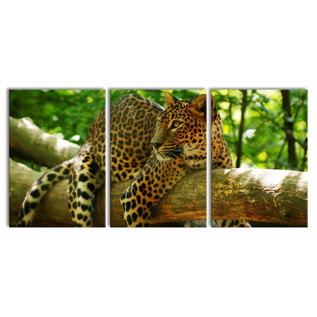 3-tlg. Leinwandbilder-Set Leopard on a Branch