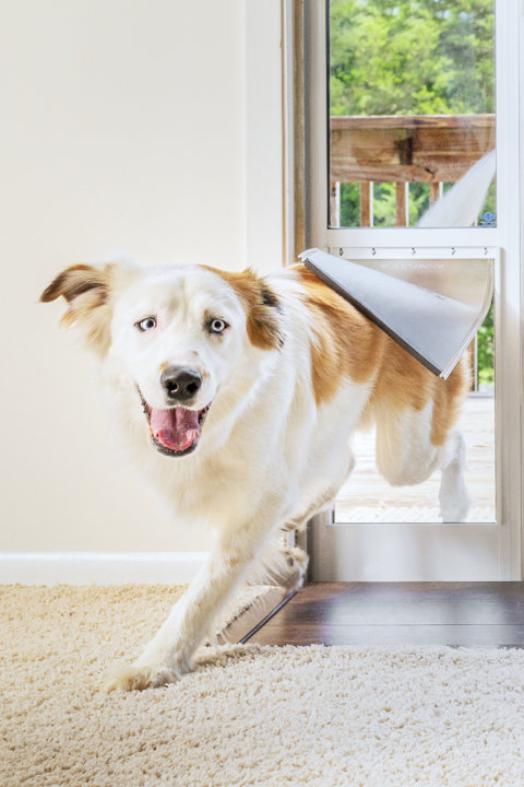 Shop Pet Doors