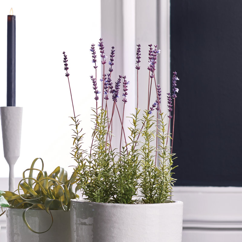 Conservatory French Lavender with Pot