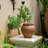Kameera Pot Planter-1342208170