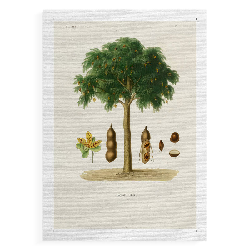 Arbre antique avec fruit - impression sur toile seulement - non encadrée, H 12 po x l 8 po