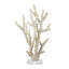 Sculpture Watchet corail en polystone crème avec base en acrylique transparent