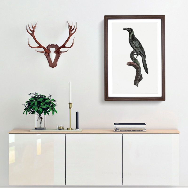 Manucode Bird of Paradise by Jacques Barraband - Picture Frame Painting Print, 36cm H x 27cm W x 2cm D, Walnut Framed