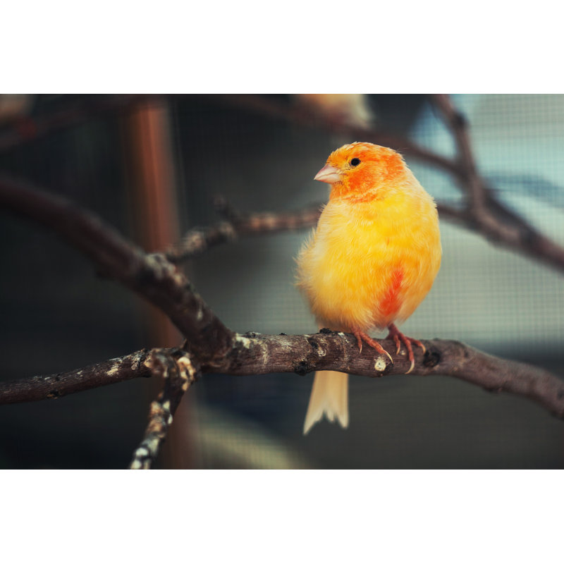 Bird Canary - Wrapped Canvas Print, 61cm H x 91cm W x 3.8cm D