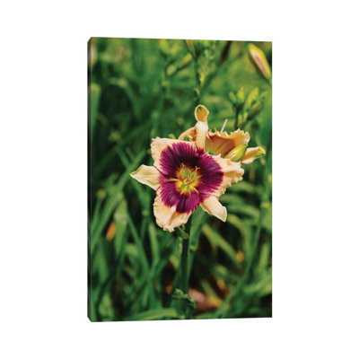 Daylily Garden V by Bethany Young - Print on Canvas