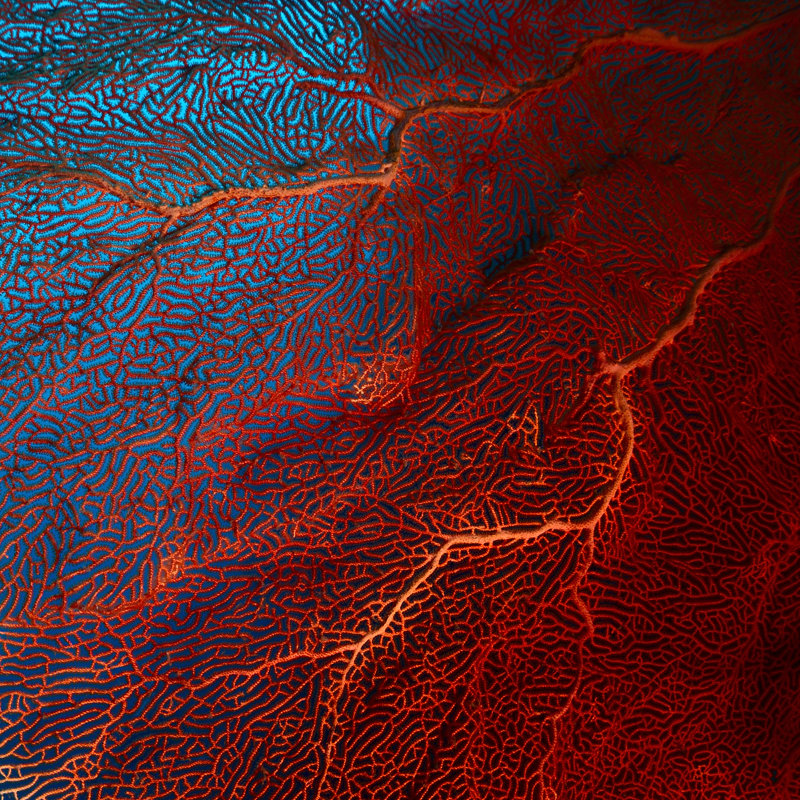 Red Transparent Coral by Mihtiander - Wrapped Canvas Print, 91cm H x 91cm W