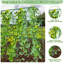 Trellis 1.2 H x 1.6 W