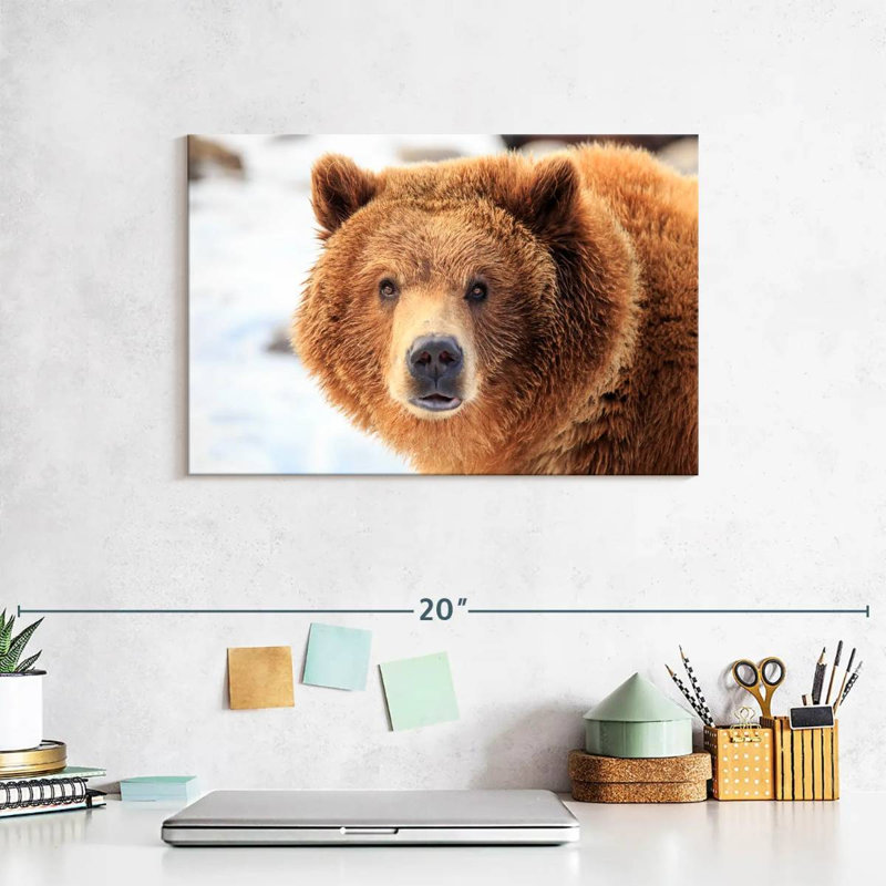 Regard d'ours grizzly, H 8 po x l 12 po