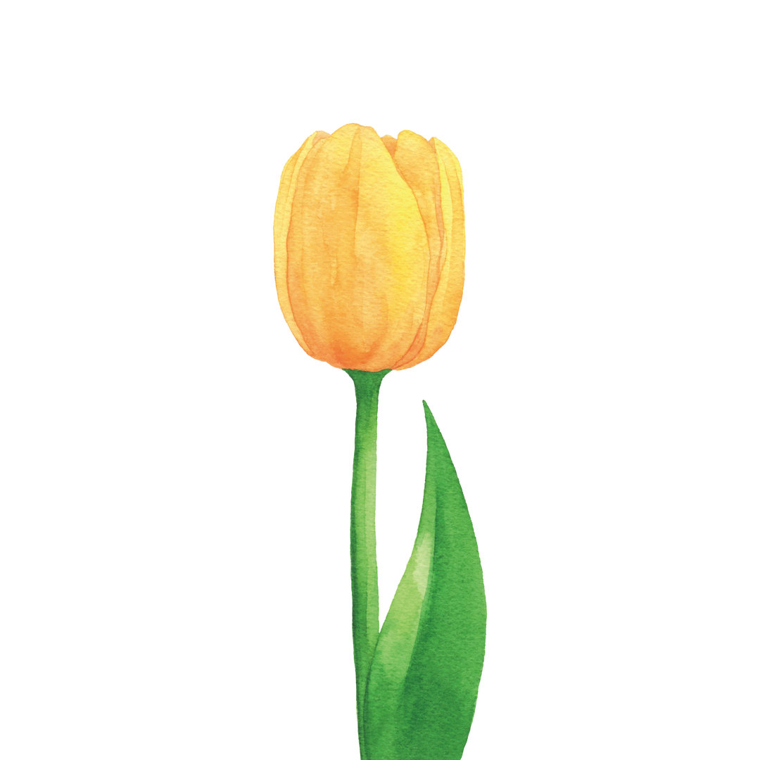 Gelbe Tulpe in Aquarell von Saemilee - Druck