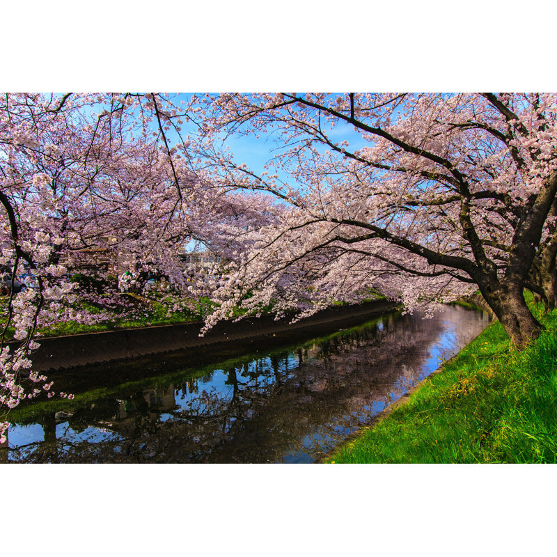 «Dahquan Cherry Blossom» par - Photographie sur toile tendue, H 8 po x l 12 po